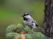 Mountain Chickadee