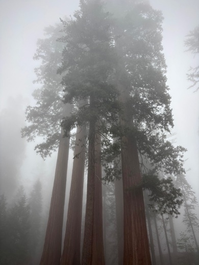 Sequoia National Park