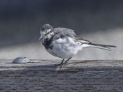 White Wagtail