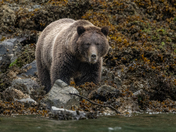 Broughton Archipelago Grizzly Bears September 2025 