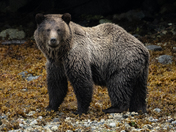 Broughton Archipelago Grizzly Bears September 2025 