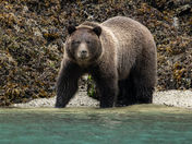 Broughton Archipelago Grizzly Bears September 2025 