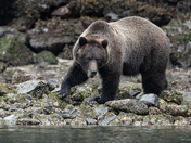 Broughton Archipelago Grizzly Bears September 2025 