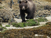 Broughton Archipelago Grizzly Bears September 2025 