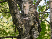 American Goshawk