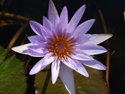 Water lily
