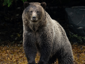 Broughton Archipelago Grizzlies - September 2025 
