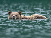 Broughton Archipelago Grizzlies - September 2025 