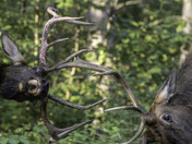 Bull Battle of the Elk