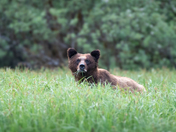 A grizzly glance