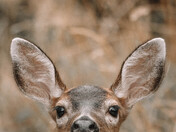 Curious Deer is All Ears
