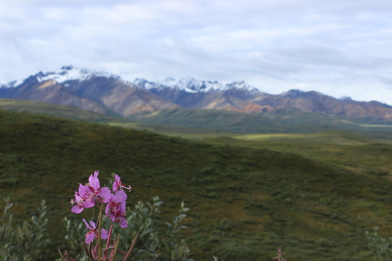 Denali National Park