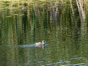 Beauty Within the Wetlands #4 