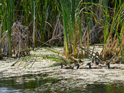 Beauty Within the Wetlands #3 