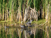 Beauty Within the Wetlands #2