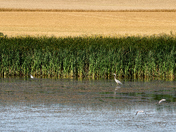 Beauty Within The Wetlands #1 