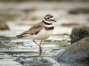 Killdeer Taking Measured Walk