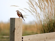 A Leucistic Robin