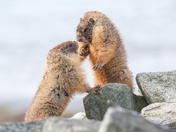 Marmots Meeting