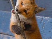 Playful Red Fox