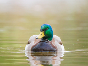 Mallard in the Morning