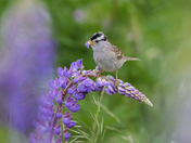 Sparrow on Lupine
