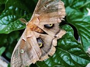 Polyphemus Moth