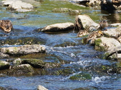 Climb to feeding ground - Seq#4