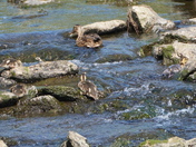 Climb to feeding ground - Seq#3