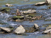 Climb to feeding ground - Seq#2