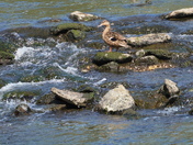 Climb to feeding ground - Seq#1