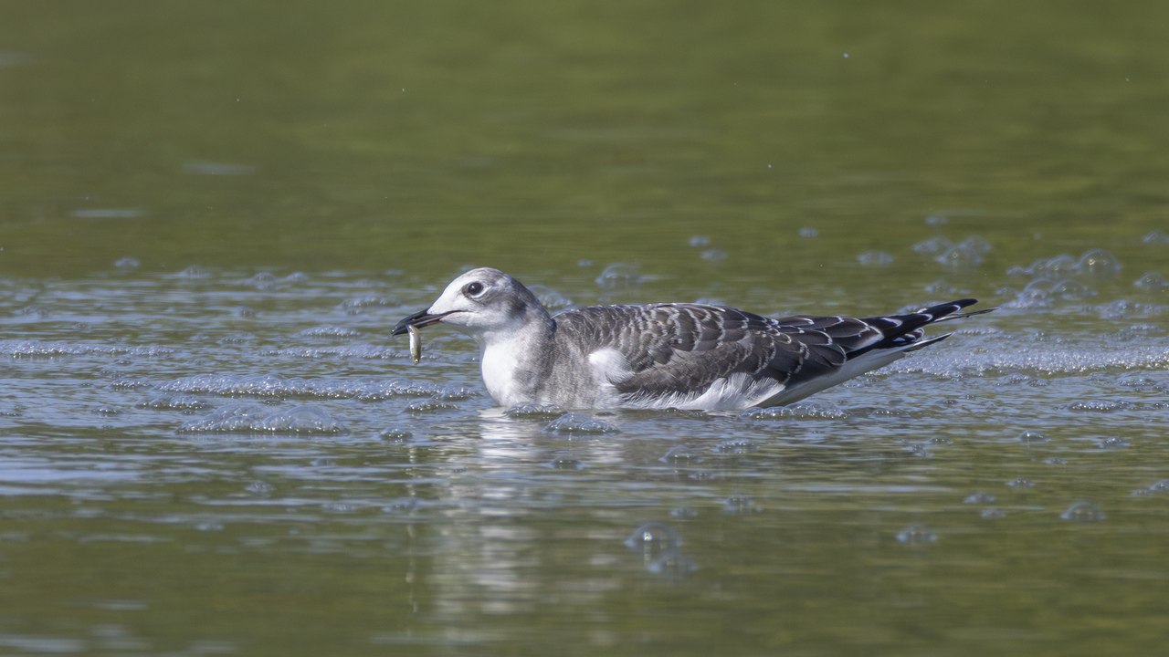 Sabine’s Gull