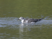 Sabine’s Gull