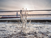 Oh what winter brings 