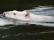 A White Beaver