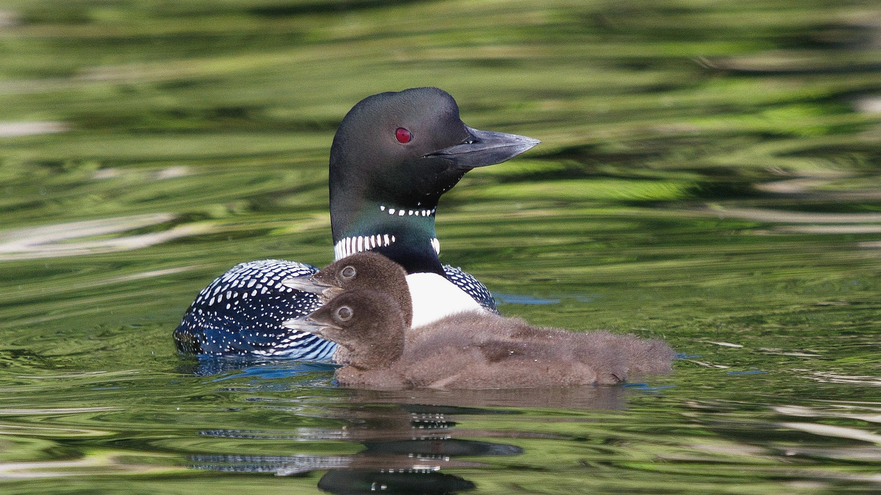 Loon with chicks