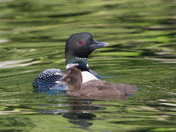 Loon with chicks