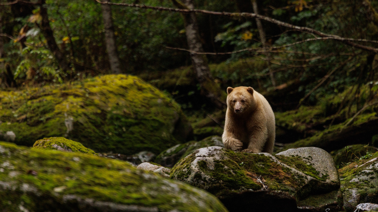 Laaya the Spirit Bear
