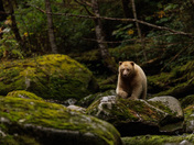 Laaya the Spirit Bear