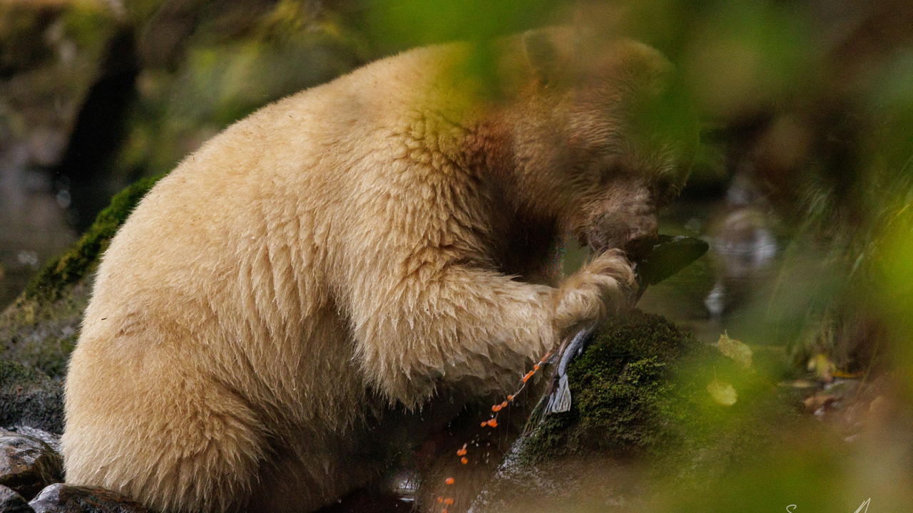 Laaya the Spirit Bear
