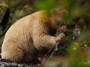 Laaya the Spirit Bear