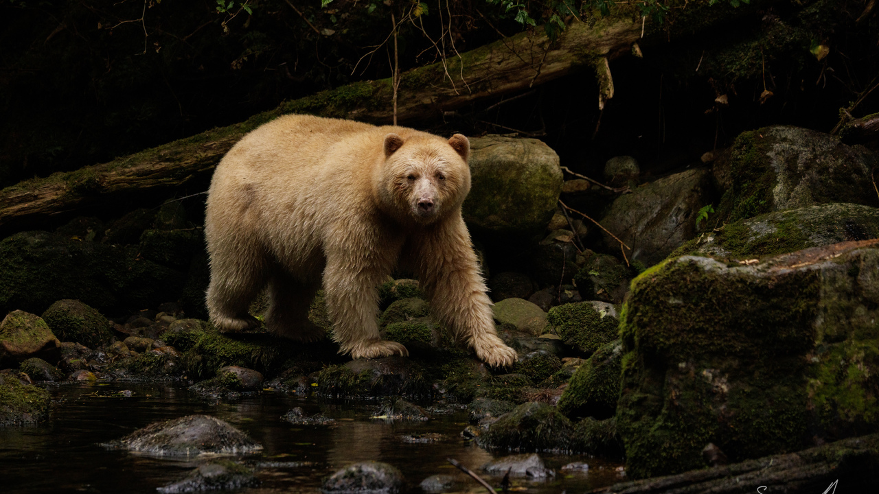 Laaya the Spirit Bear