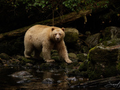 Laaya the Spirit Bear