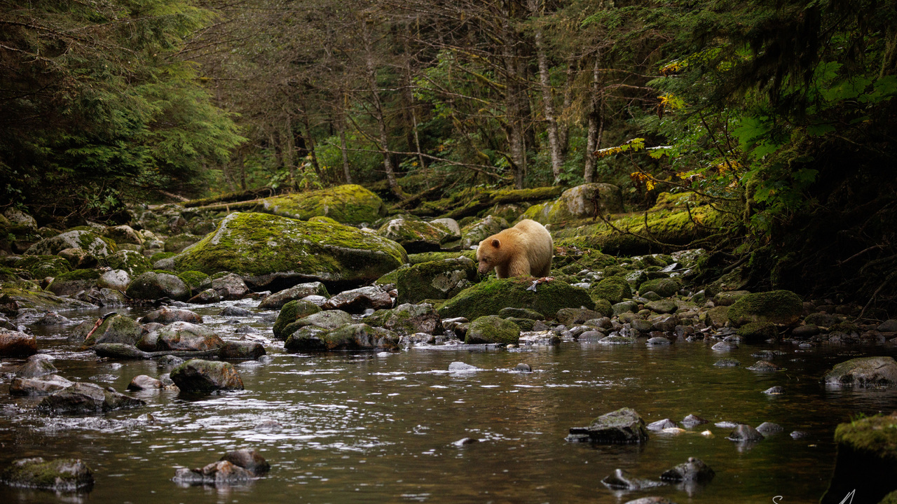 Laaya the Spirit Bear