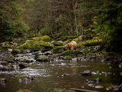 Laaya the Spirit Bear