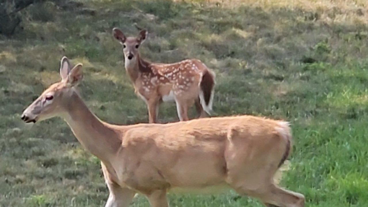 Mother deer with her baby 
