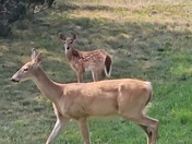 Mother deer with her baby 