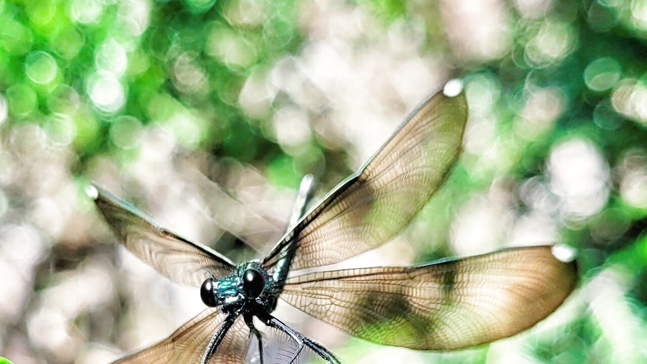 Damselfly