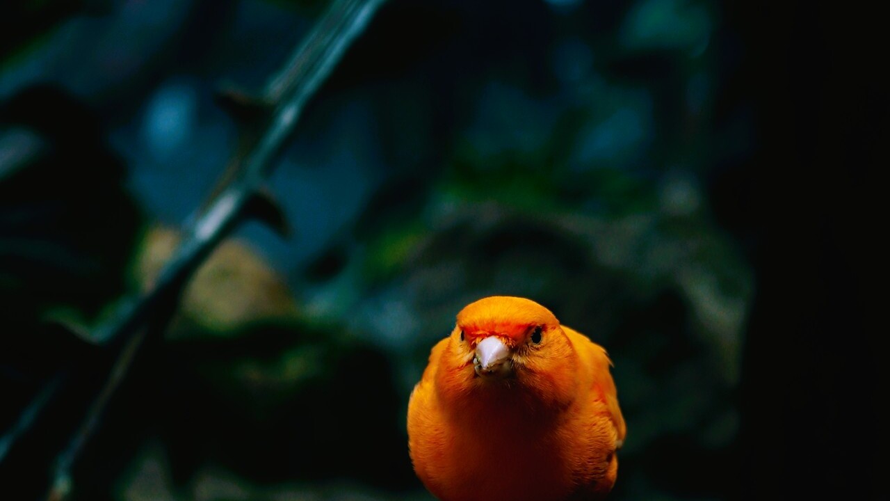 Orange Canary