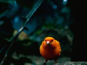 Orange Canary